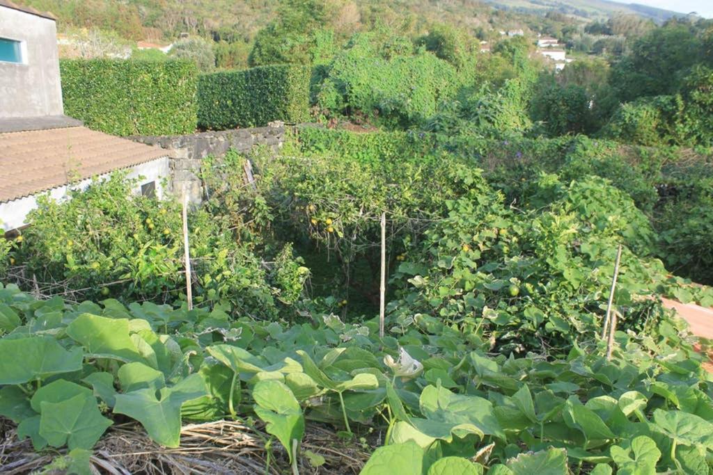 Quinta Do Areeiro Daire Horta  Dış mekan fotoğraf